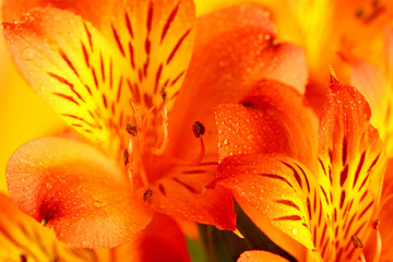Macro orange and yellow lily of the Incas (Alstroemeria). Close up - 109113838