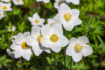 Fototapeta premium White anemone - anemone` nemorosa. Close up