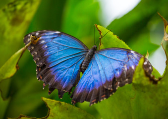 Blue morpho (morpho peleides) on green nature background.