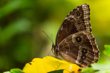 Magnificent owl (caligo eurilochus sulanus) butterfly on green nature background