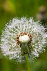 Dandelion on the meadow at greens background. Close up
