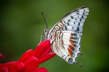 Beautiful Charaxes castor castor perching on red orchid flower.