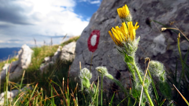Yellow flower in mountains and signpost in background