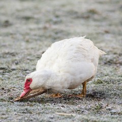 Portrait einer weiblichen Warzenente / Portrait of a female wart duck