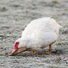 Portrait einer weiblichen Warzenente / Portrait of a female wart duck