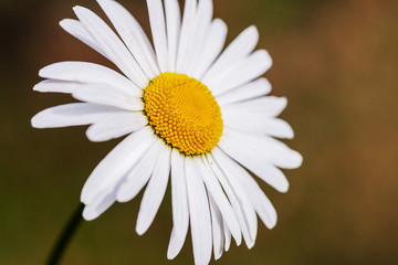 Fototapeta premium Beautiful camomile flower isolated on garden background.