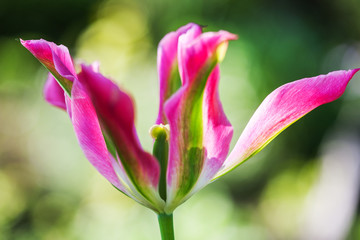 The opened pink tulip against the backdrop of garden