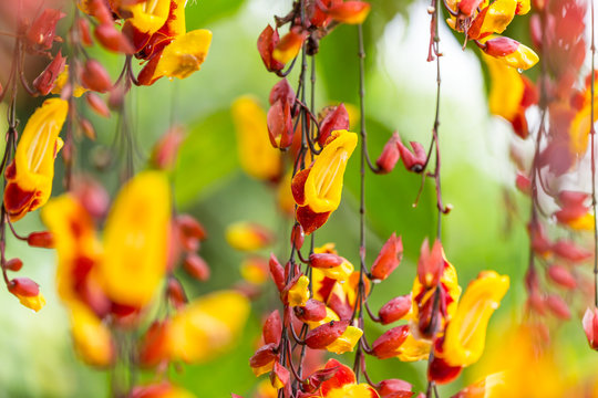 Beautiful Thunbergia mysorensis exotic flower.