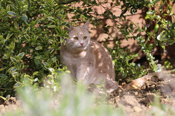 Fototapeta premium Ginger cat sitting in garden