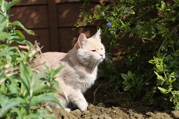 Naklejka na ściany i meble Ginger cat playing in garden