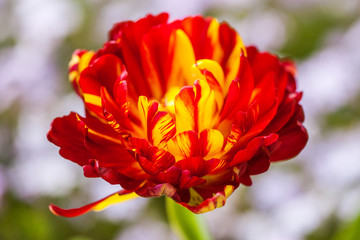 Beautiful flowers red yellow tulip on the garden background. Close up.