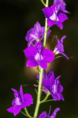 Fototapeta na wymiar Purple tender bluebells flowers on the garden background