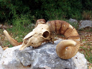 Skull of ram on rock