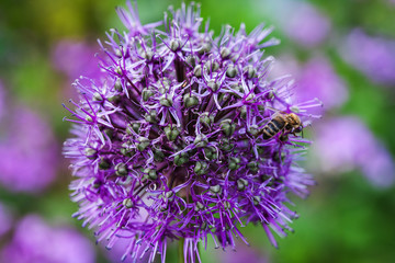 Fototapeta premium Single allium flower with bright violet head on a garden background