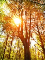 Autumn forest with sunbeam and view through trees. Autumn scene with copy space and golden light.