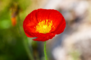 One beautiful red poppy isolated on garden background