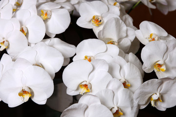 Close up shot of beautiful white orchid flower.