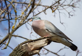The Woodpigeon