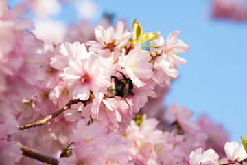 Hummel in japanischen Zierkirschen