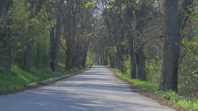Alley on Kraljevica park forest in Eastern Seriban city of Zajecar 4K 2160p UHD video - Autumn in city park Kraljevica 4K 3840X2160 UHD footage 
