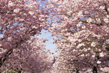 Blühende japanische Kirschbäume vor blauem Himmel