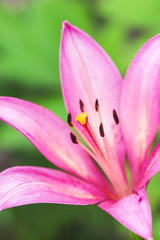 Close up view  the pistil and stamens inside pink lily.