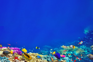 Naklejka na ściany i meble Wonderful and beautiful underwater world with corals and tropica