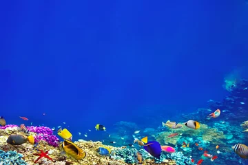 Gordijnen Prachtige en prachtige onderwaterwereld met koralen en tropica © BRIAN_KINNEY