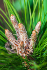 Close Up of fresh pine branch with future cones