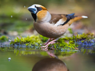 The Hawfinch and waterdrops