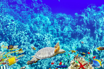 Wonderful and beautiful underwater world with corals and tropica