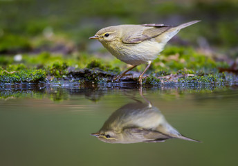 The Chiffchaff and her reflection