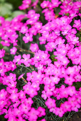 Pink carnation (Dianthus carthusianorum) flowers in the garden. Close up.