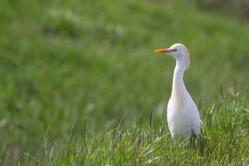 Cattle egret (Bubulcus ibis), Italy