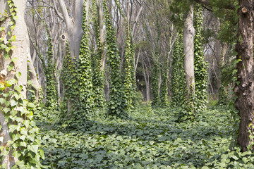 Vines climbing along the trunk of trees