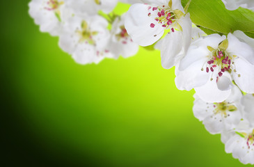 Spring blossom with soft blur background
