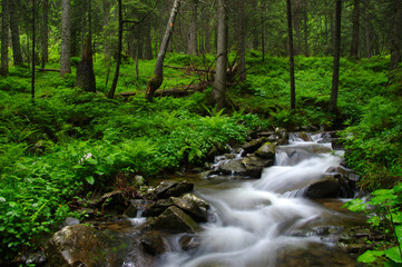 Mountain river in forest.