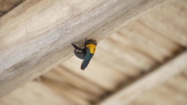 Black and yellow wasp making hole in a wood