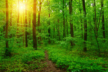 Forest and sun