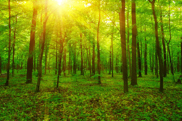 Naklejka premium Las i słońce