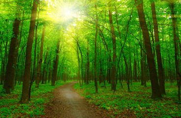 Obraz premium Forest and sun