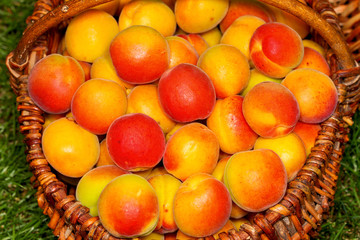 Baskets with fresh ripe apricots on the grass. Close up