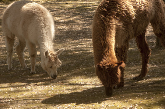 Lama alpaca che brucano
