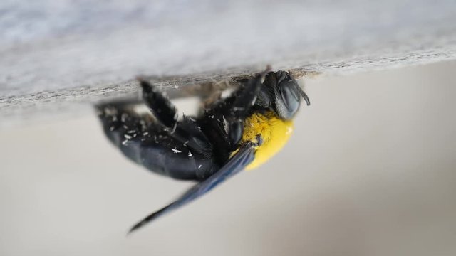 Macro of a black and yellow hornet making a hole in a wood