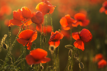Fresh red poppies blooming on field in the sunny rays