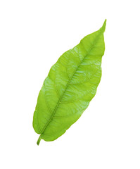 Fototapeta na wymiar green spring leaf isolated on white