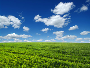  field and sky