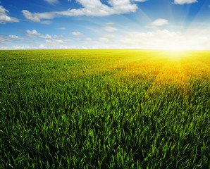 field and sun