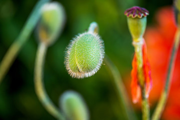 Hairy green poppy bud beginning to open, garden defocused background