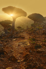 unusual and rare endemic draconian bottle trees growing in the valley. The path leads through the trees, rocky terrain. Silhouettes of trees in the rays of the setting, the rising sun. Yemen Socotra
